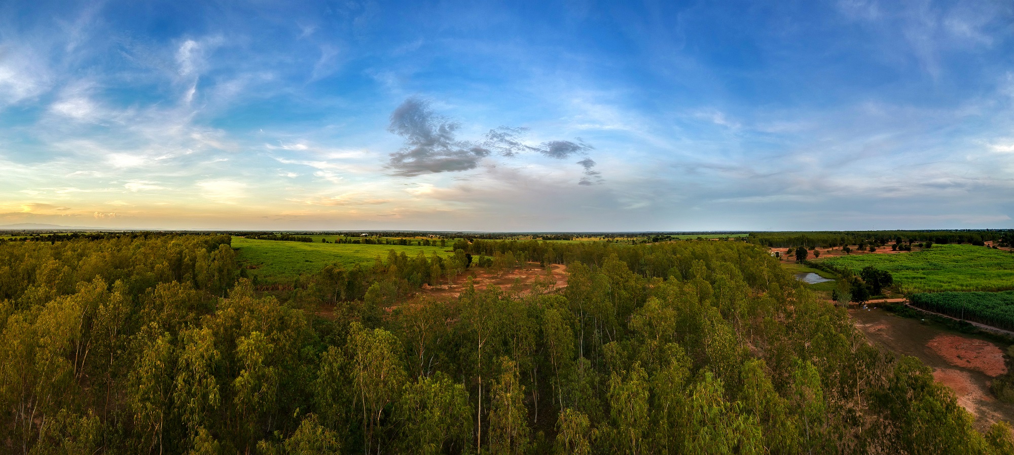 Biomass Reforestation