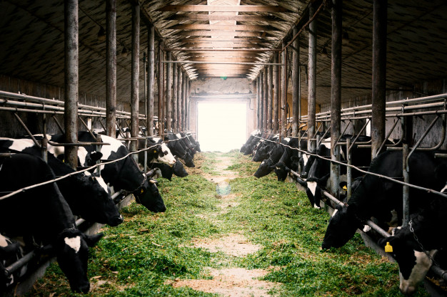 Farm Biogas Can Help Livestock Farm Business