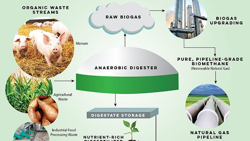 Energy Crops for Biogas - Reurasia
